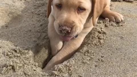 9 week old labrador puppy discovers he can dig holes
