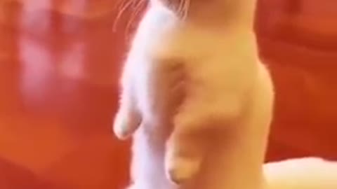 Super cute beautiful cat comedy video.