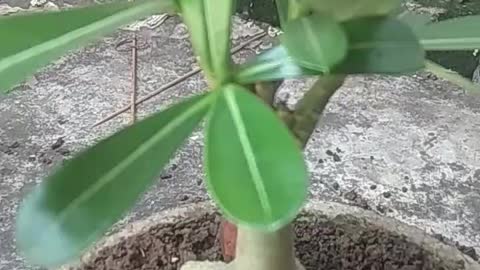 Manfaat tanaman hias herbal adenium bonsai kaki 6