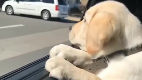 funny puppy