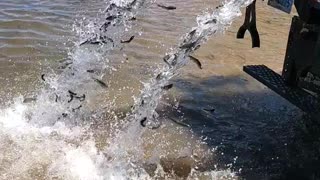 Fish Pouring Into Lake From Restocking Truck
