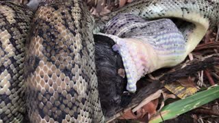 A Carpet Python's Dinner