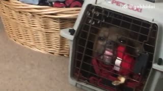Dog sticking out teeth in cage