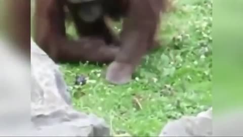 This kind orangutan rescued the bird that fell into the water