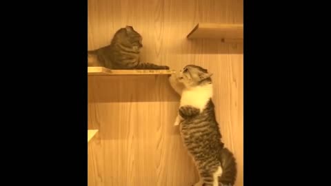 Cats arguing over shelf.