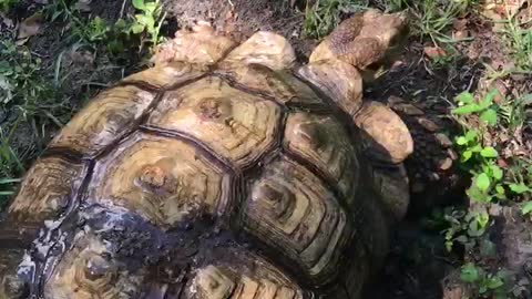 Tortoise refuses to let shell be cleaned