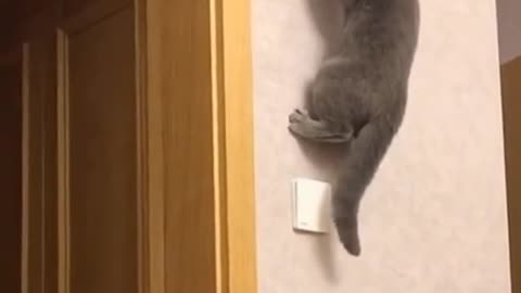 Cat walks on walls
