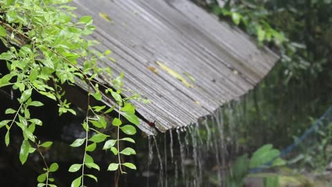 Heavy Rain & Thunder On Top of The Roof That Makes You Fall Sleep In 5 Minutes !