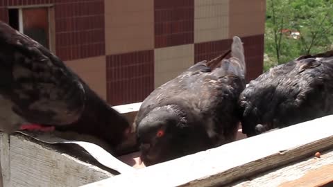 Grey pigeons video stock footage
