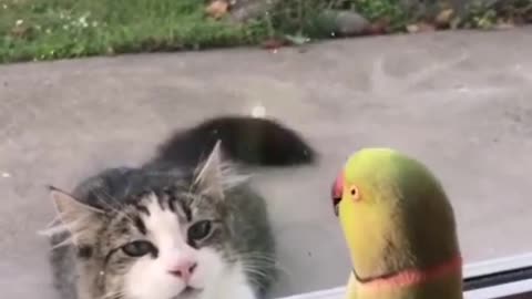 Parrot joking with a cat
