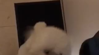 Small white dog slides into hallway down stairs
