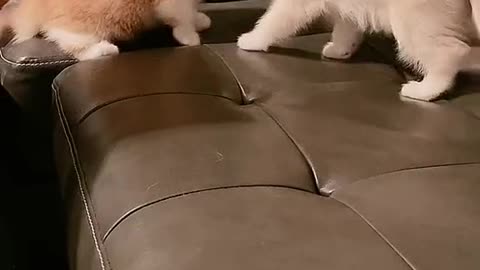 Kitten Fight Sequence