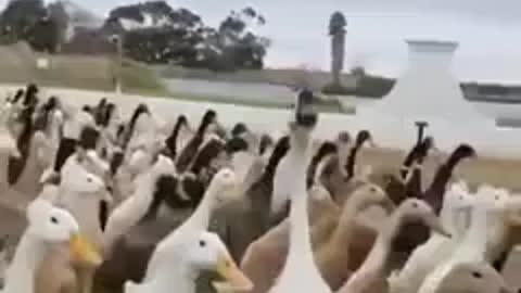 Duck troppers