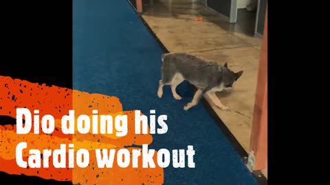 Dio The gym Dog 🐕🐕❤✨ doing His Cardio❤ training 🤸‍♂‍