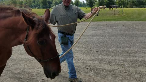 Duke Trailer Rehabilitation 1 Trotting On