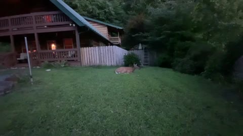 Deer / Doe / Meet Scar she has to leave before Lady and Scamp get home NW NC