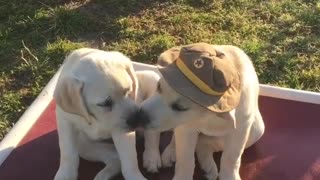 Puppies give each other loving kisses