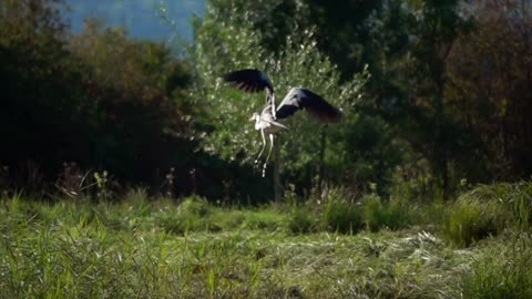 Grue héron bird