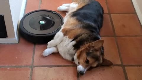 Corgi Uses Robot Vacuum as Belly Rub Machine