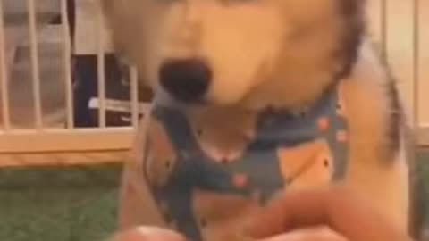 My Dog Is Anegre #short #short #cute _animals.webm