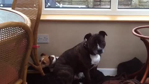 Brown dog laying down on floor