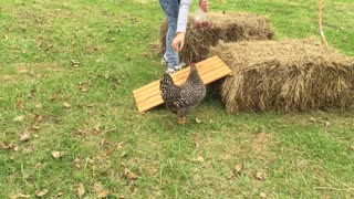 Girl Coaxes Chicken Through Obstacle Course