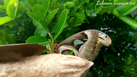 Giant butterfly cocoon or elephant butterfly that is already rare 2