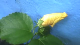 Yellow hibiscus flower still closed, near the wall of a blue building [Nature & Animals]