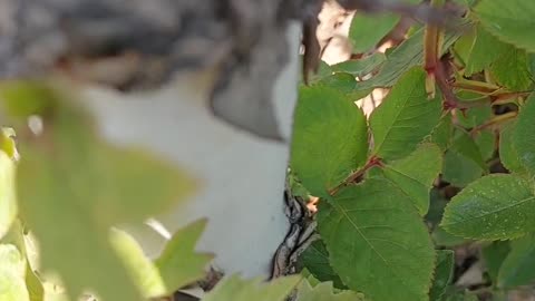 Spring ladybug