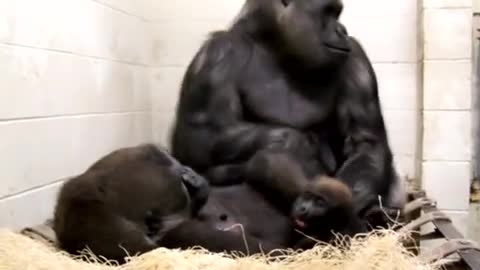 Gorilla Family Playing at the Little Rock Zoo