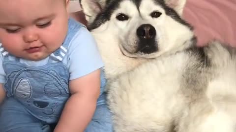 Husky and baby relationship