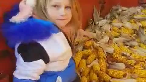 Phoenix Ridge Homestead--fun in the corn