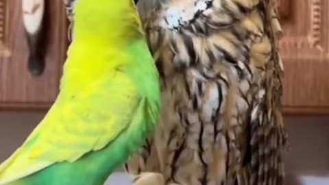 Parakeet and owl friendship