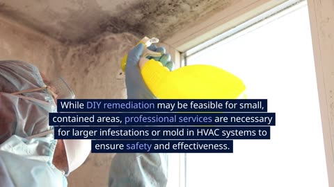 How Much Does Mold Remediation Cost?