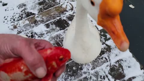 A small red fish and a white swan