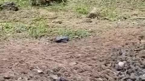 Thousands Of Centipedes Migrate From The Forests Of Miaoli, Western Taiwan