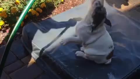 English Bulldog Puppy Loves Water