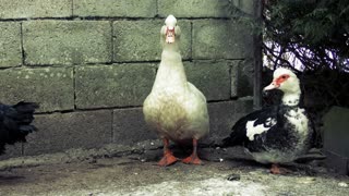 Group Of Duck And Chicken Perform Silent Standing Show