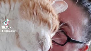 Cute Older Kitty Gives love to human