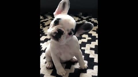 Are you whistling? I can hear very well with my big ears