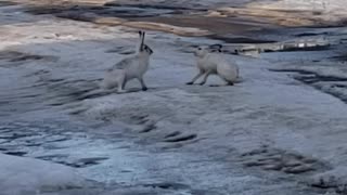 Battle Between Two Hares in the Street