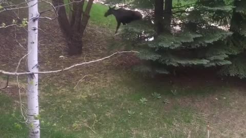Curious Corgi Interrupts Hungry Moose