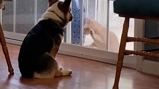 Corgi is Indifferent to Cat's Desire to Come Inside