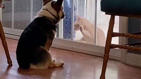 Corgi is Indifferent to Cat's Desire to Come Inside