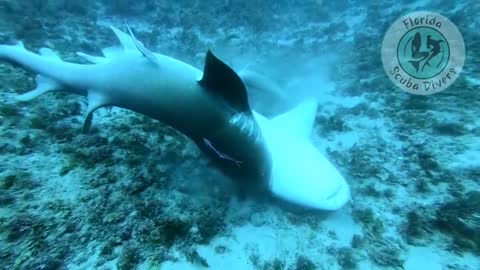 Nurse Shark Mating in the deep ocean