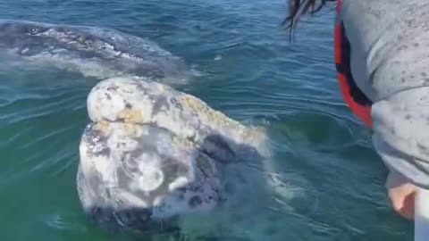 Gray whales are the friendliest whales 🐳