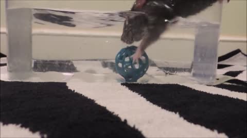 smart mouse tricks