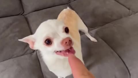 Angry funny dog