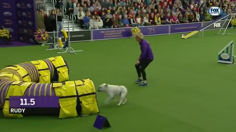 Watch Rudy the Bulldog crush the 2021 WKC Masters Agility course | FOX SPORTS