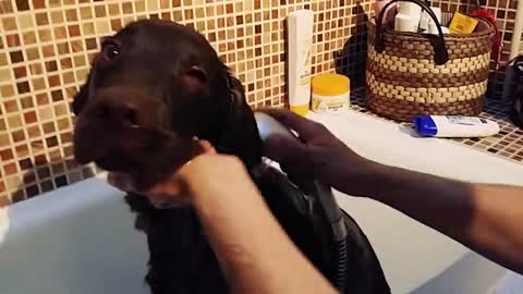 Bañando a el perrito